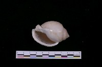 藏品(斑帶鬘螺)的圖片